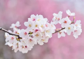 Kirschblüte Pixabay